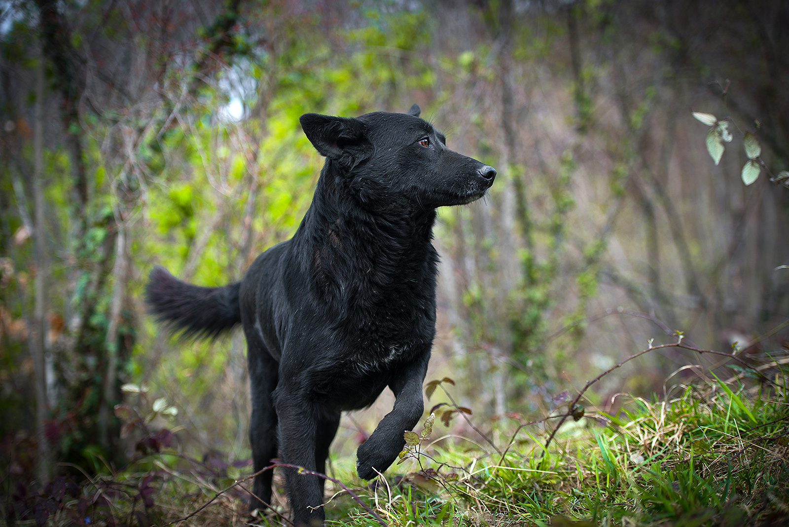 Рассказы большой черный. Черная собачка дворняжка. Беспородная собака дворняжка черная. Собака дворнчга чёрная. Черная большая дворняга.